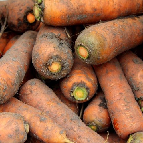 Carottes dans leur habit de terre