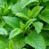 Plant bio de mélisse - Pépinière Terre d'Ô