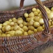Pommes de terre grenaille