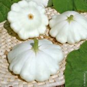 Pâtisson blanc bio - Ferme de la Brunette