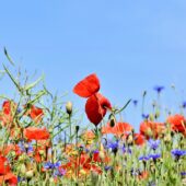 Visites pépinière et jardin