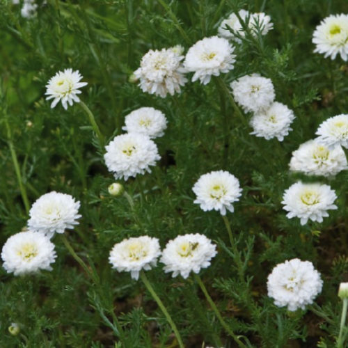 Camomille - Pépinières Coquelicot et Naturellement