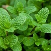 Menthe marocaine - Pépinière Coquelicot
