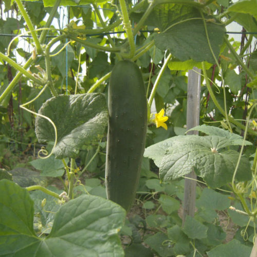 Plant bio de concombre long maraîcher - Les Graines dans le Vent