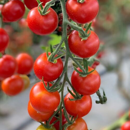 Plant bio de tomate cocktail - Les Graines dans le Vent
