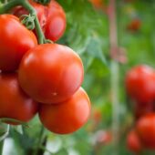 Tomates Paola bio - ESAT Montandon