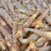 Gambas vivantes - Chironfils