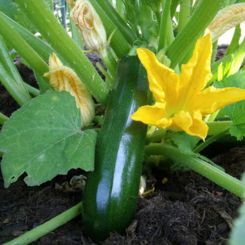 Plant bio de courgette Black Beauty - Les Graines dans le Vent