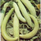Plant bio de concombre d'Arménie - Les Graines dans le Vent