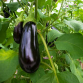 Plant bio d'aubergine Black Beauty - Ls Graines dans le Vent
