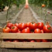 Tomates bio - Ferme de la Brunette