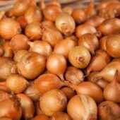Oignons jaunes bio