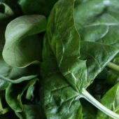 Epinards feuilles bio - ESAT Montandon