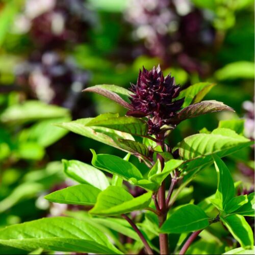 Plant de basilic Thaï bio - Les Graines dans le Vent