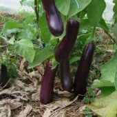 Plant bio d'Aubergine de Barbentane - Les Graines dans le Vent