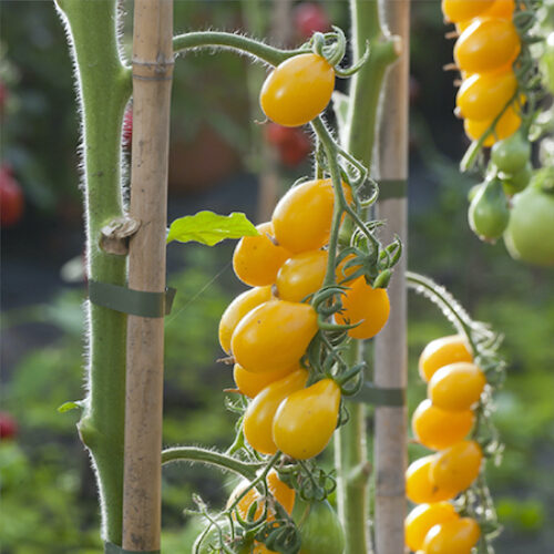 Plant bio de tomate poire jaune - Les Graines dans le Vent