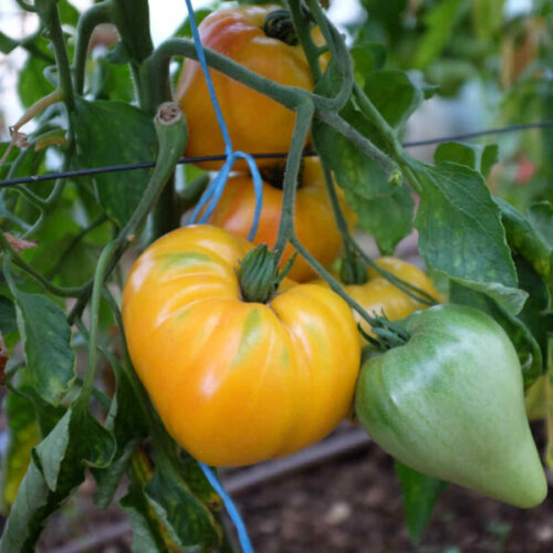 Plant bio de tomate Russian 117 - Les Graines dans le Vent