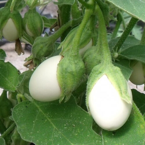 Plant bio d'aubergine ronde blanche à œufs - Les Graines dans le Vent