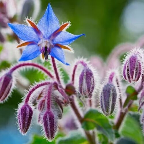 Fleurs de bourrache fraîches - La Pelle de Célestin