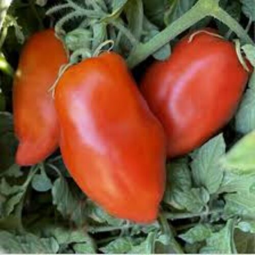 Plant bio de tomate Opalka - Les Graines dans le Vent