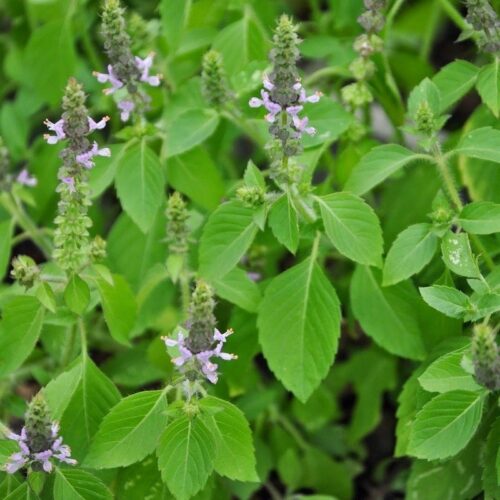 Plant de basilic Tulsi bio - Les Graines dans le Vent