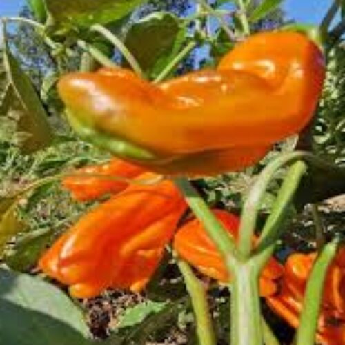 Plant bio de poivron petit marseillais - Les Graines dans le Vent