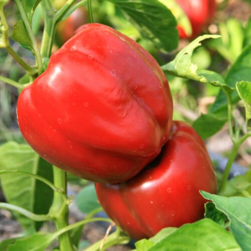 Plant bio de poivron Yolo Wonge - Les Graines dans le Vent