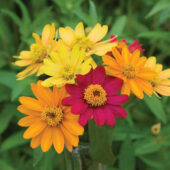 Plant de Zinnias - Les Graines dans le Vent