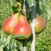 Poire Harrow Sweet bio - Domaine Chaillou